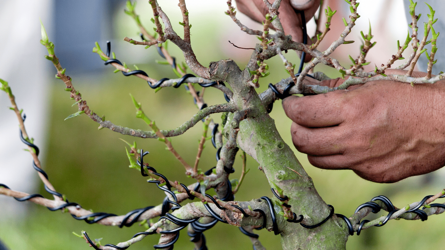 10 Best Bonsai Training Wire in 2024 Handyman Dream