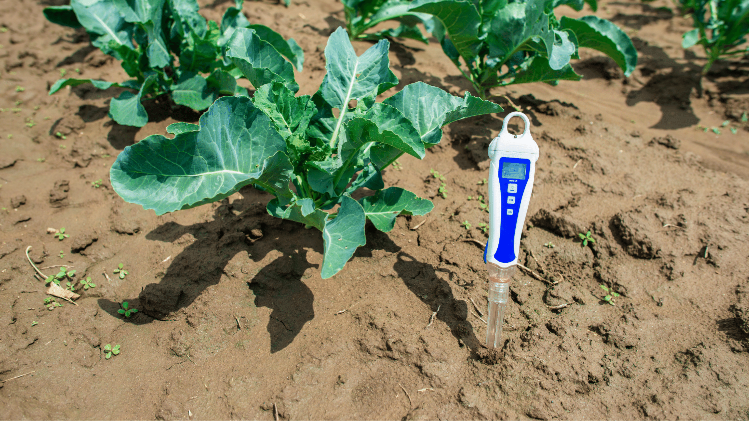 10 Best Soil Test Kits in 2026 - Handyman Dream